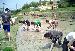 田植え研修