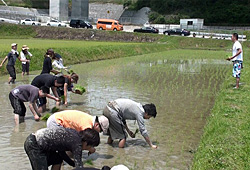 田植え研修